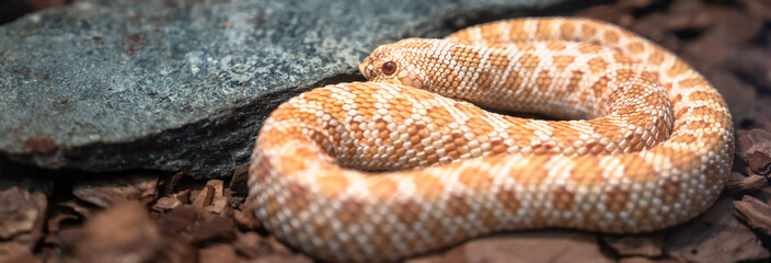 Wild Snake in Its Natural Habitat