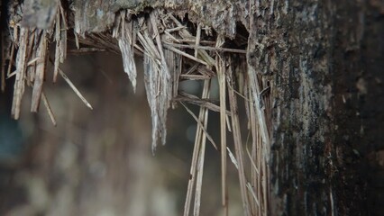 Fototapeta premium Textured of icicles hanging from a tree