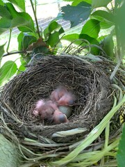 Baby birds in nest in orchard
