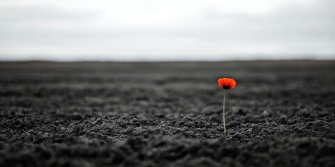 Solitary red flower blooming in barren landscape