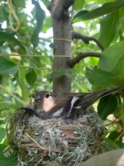 Bird in nest in orchard