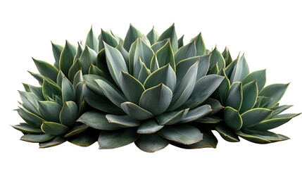 Obraz premium Succulent Garden: A vibrant cluster of succulent plants displays their unique patterns and textures, showcasing the natural beauty of these drought-resistant species.