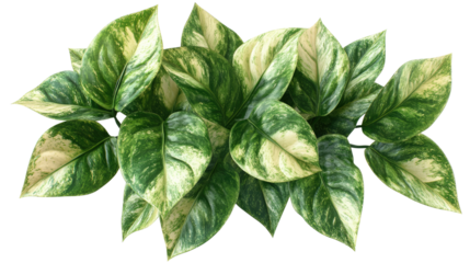Variegated Pothos: A close-up shot of a lush, variegated pothos plant, showcasing its vibrant green and yellow leaves.