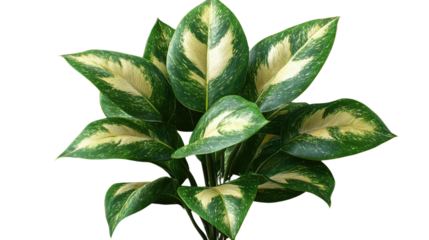 Variegated foliage: a lush green plant featuring vibrant green leaves with creamy, yellowish-white variegation