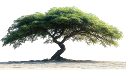 Majestic Tree Silhouette: A lone, sprawling tree stands in a stark landscape, its textured trunk and vibrant foliage contrasting against the background.