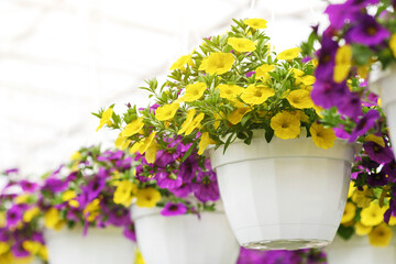 Fototapeta premium Bright yellow and purple petunias for sale. Industrial cultivation of potted flowers in greenhouse, close up