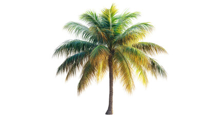 Tropical Oasis: Isolated Coconut Palm: A majestic coconut palm tree, with its lush fronds swaying gently in the tropical breeze, is showcased in a captivating isolated shot.