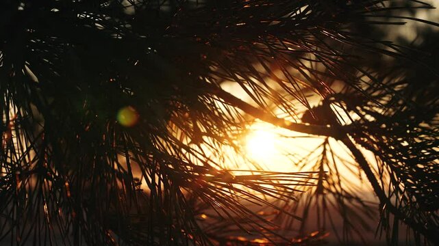 pine branch sunset, sun glare trees, dusk nature lights, serene evening glow, twilight forest scenery, golden hour calmness, sunset pine silhouette, tranquil nature scene, serene twilight ambiance