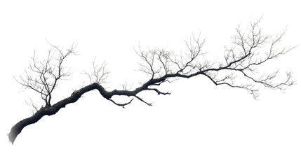Obraz premium Bare Branch Silhouette: A stark, elegant silhouette of a bare tree branch, its intricate network of twigs and limbs reaching out in a graceful, natural form.