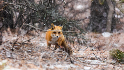 Red Fox in Boulder County Colorado