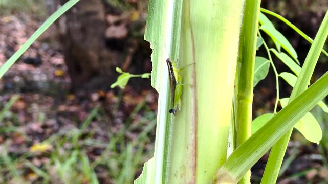 Green crickets 