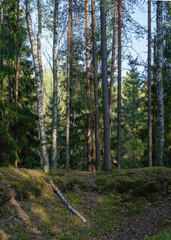 Fototapete bei efototapeten.de bestellen   