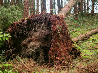 Fototapeta premium Powerful fallen tree in a forest after horrible red type storm. Strong hurricane damage.