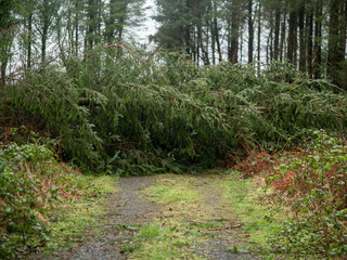 Fallen tree blocking forest road. Effect of a powerful red type storm. Nature damaged by a hurricane.