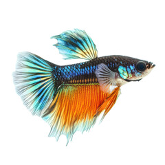 Fototapeta premium Guppy fish swimming gracefully with vibrant colors on a white background, guppy fish isolated on white background