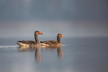 Gęś zbożowa, taiga bean goose (Anser fabalis) © Michal Przystas