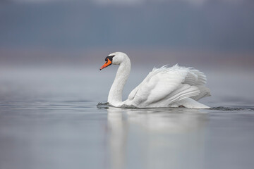 Łabędź niemy, mute swan (Cygnus olor)  © Michal Przystas