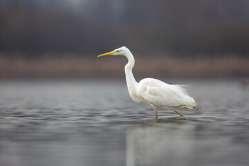 Czapla biała, great egret (Ardea alba)