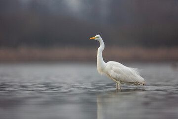 Czapla biała, great egret (Ardea alba)