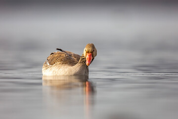 Gęś zbożowa, taiga bean goose (Anser fabalis) © Michal Przystas