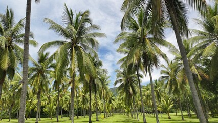 Obraz premium Tropical Palm Tree Plantation