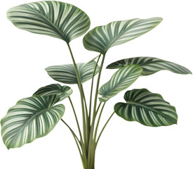 Naklejka premium Calathea orbifolia plant with beautiful large leaves, ideal for botanical art, home decor, and illustrations. 