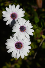Fototapeta premium Delicate white daisies blooming under soft sunlight in a serene garden setting