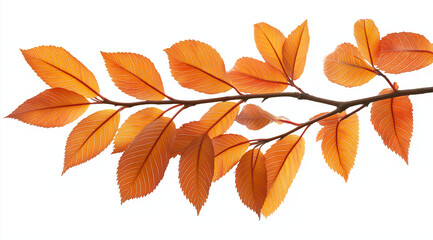 Naklejka premium Fallen leaves on a branch, elegantly isolated against a white background in a clean clipart style. High-resolution PNG format, perfect for seasonal designs, nature themes, and creative projects.