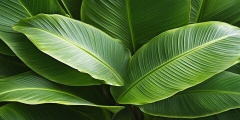 Lush Tropical Green Leaves for Nature and Organic Design