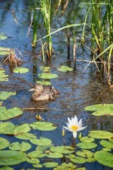 Pied-billed grebe