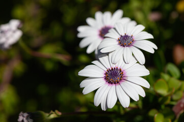 Bright white daisies bloom under the warm sun in a vibrant garden