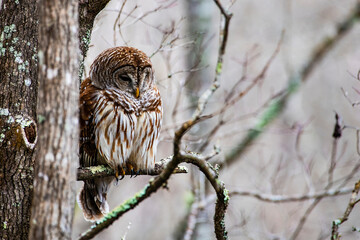 Barred owl on branch