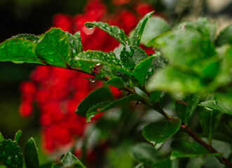 red flowers on a bush, park in a rainy day, red berries