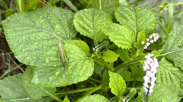 Green crickets 