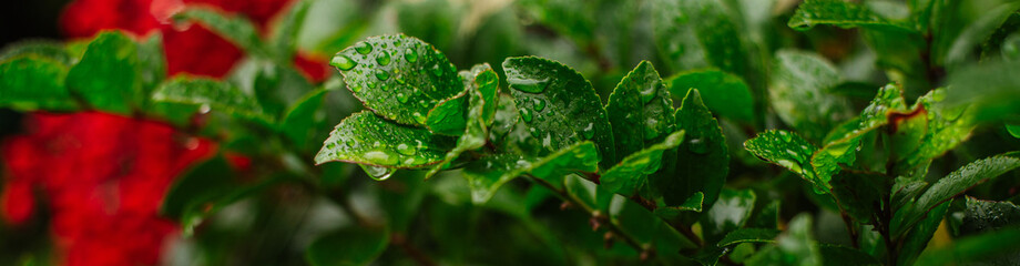 red poppy flowers and green leaves in rain