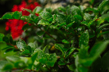 close up of a green plant and red berries or flower on a background
