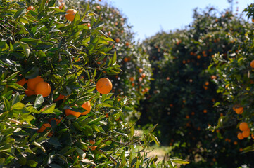 Lush orange grove bursting with ripe fruit on a sunny day in a tranquil countryside setting
