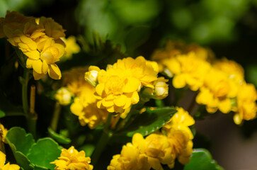 Yellow flowers, beautiful yellow flowers highlighted by the sun's rays on a morning, natural light, selective focus.