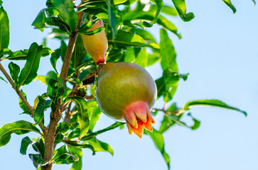 Pomegranates, a beautiful pomegranate tree with beautiful fruits in Brazil, natural light, selective focus.