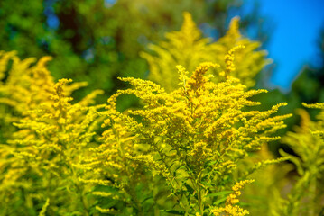 Goldenrod yellow flowers on a green natural background
