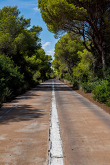 carretera entre pinares para acceder a la playa
