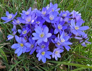 purple flowers on the meadow, spring flowers