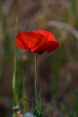 Bright red poppy blooms gracefully in a sunlit meadow during a tranquil spring afternoon