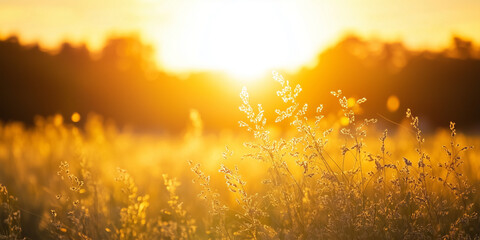 Golden Sunset Over a Peaceful Field of Wild Grass and Nature