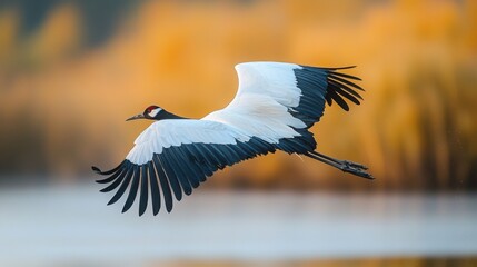 Fototapeta premium A graceful black-necked crane in flight, its wings spread wide against a warm, blurred background. The bird's elegant posture and vibrant colors are beautifully captured.
