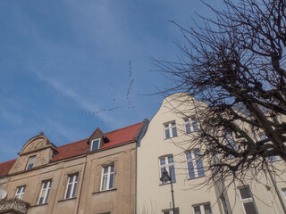 Żurawie lecące nad miastem © EwaAF