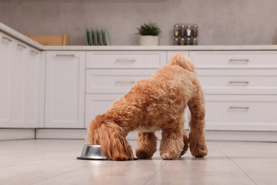 Cute dog eating pet food from feeding bowl at home