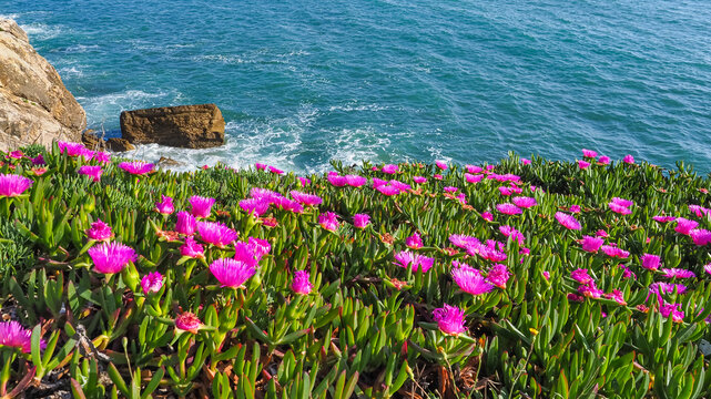 Wild coastal landscape of Portugal. Bright pink Carpobrotus edulis wild flowers with green succulent leaves in the background of blue Atlantic Ocean. Ground creeping plant of the family Aizoaceae.