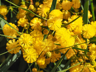Acacia saligna or golden wattle plant is shrub in the subfamily Mimosoideae of pea family Fabaceae. Branch with long narrow leaves and fragrant bright yellow inflorescences in ball-like structure.