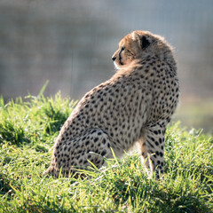 Young Cheetah Sitting on Grass